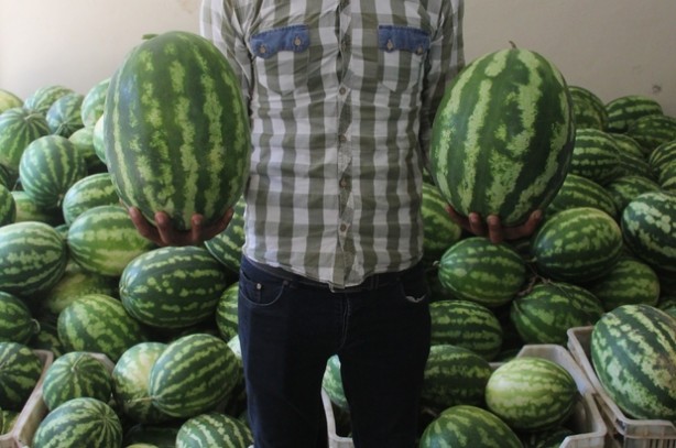 Foto - Karpuz için kritik karar!