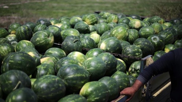 Foto - Karpuz için kritik karar!