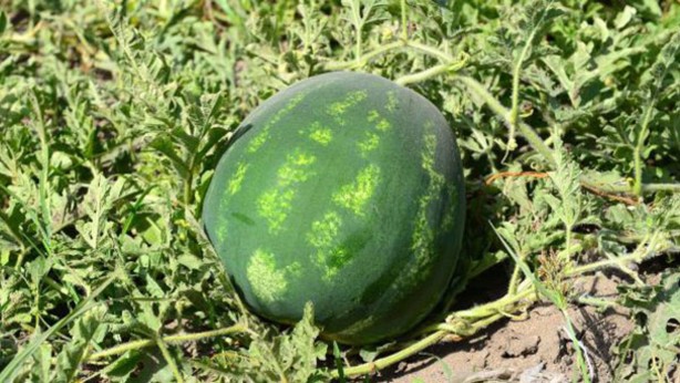 Foto - Karpuz için kritik karar!