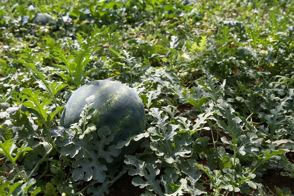 Foto - Karpuz ihracatından 2 haftada 1,5 milyon dolar gelir!