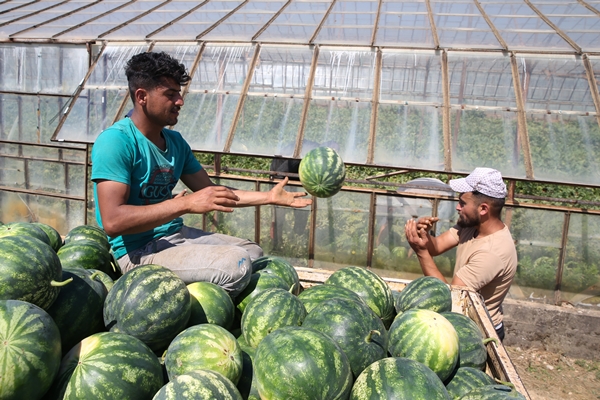Foto - Karpuz ihracatından 2 haftada 1,5 milyon dolar gelir!