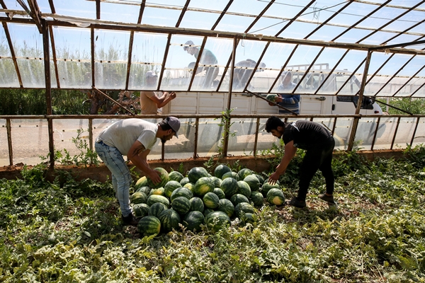 Foto - Karpuz ihracatından 2 haftada 1,5 milyon dolar gelir!