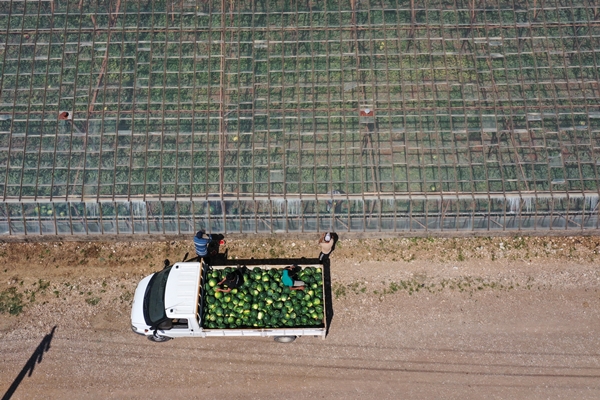 Foto - Karpuz ihracatından 2 haftada 1,5 milyon dolar gelir!