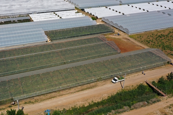 Foto - Karpuz ihracatından 2 haftada 1,5 milyon dolar gelir!