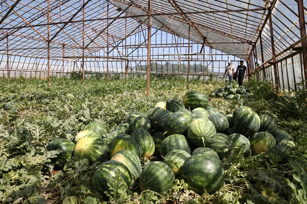 Foto - Karpuz ihracatından 2 haftada 1,5 milyon dolar gelir!