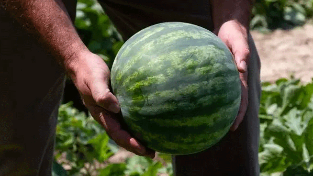 Foto - Karpuz seçerken bu 5 detaya dikkat: İşte sulu ve tatlı kapuzu anlamanın yolları!