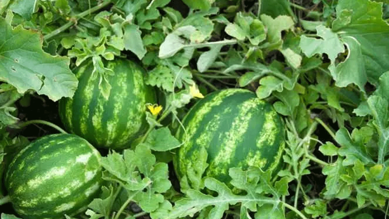 Foto - Karpuz seçerken bu 5 detaya dikkat: İşte sulu ve tatlı kapuzu anlamanın yolları!