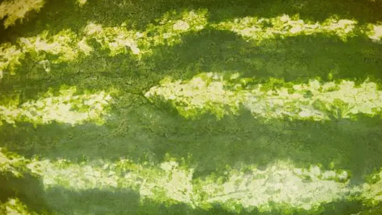 Foto - Karpuz seçerken bu 5 detaya dikkat: İşte sulu ve tatlı kapuzu anlamanın yolları!