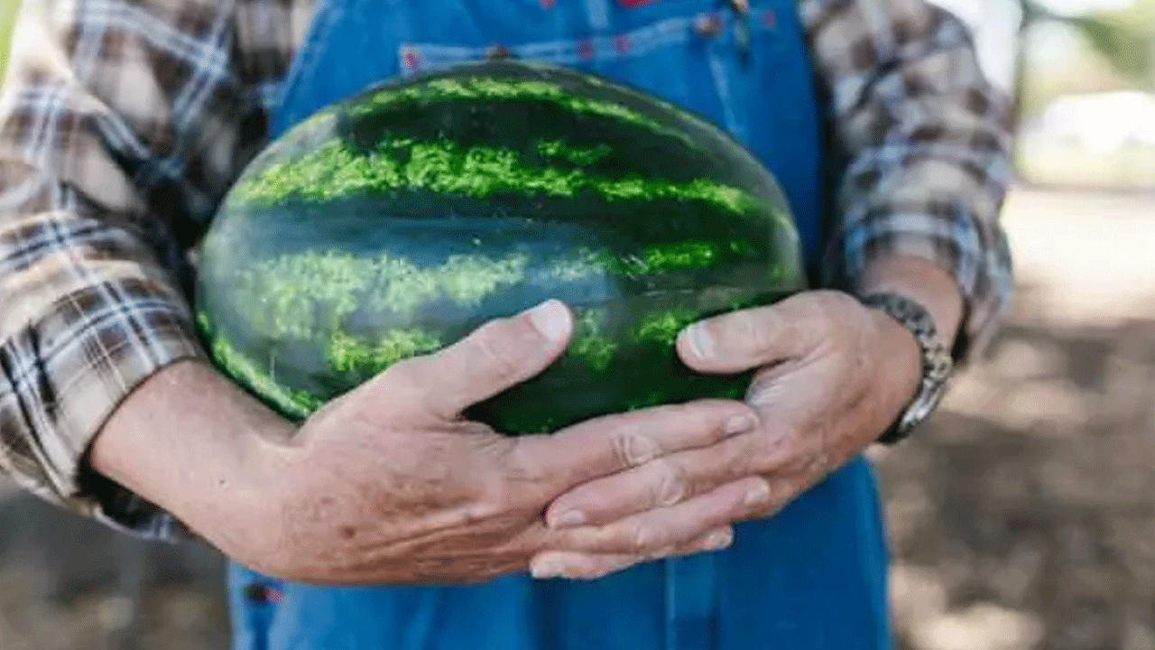 Foto - Karpuz seçerken bu 5 detaya dikkat: İşte sulu ve tatlı kapuzu anlamanın yolları!