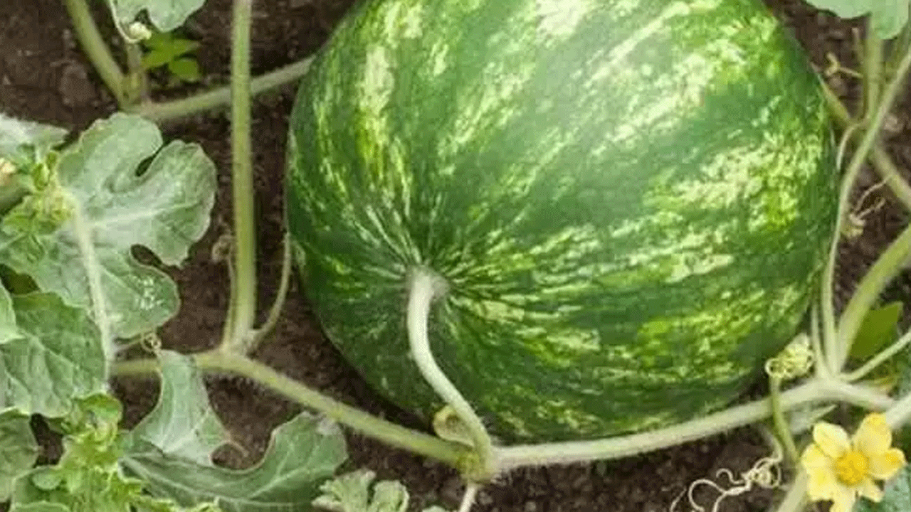 Foto - Karpuz seçerken bu 5 detaya dikkat: İşte sulu ve tatlı kapuzu anlamanın yolları!