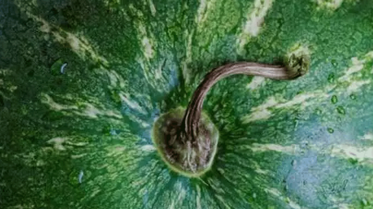 Foto - Karpuz seçerken bu 5 detaya dikkat: İşte sulu ve tatlı kapuzu anlamanın yolları!