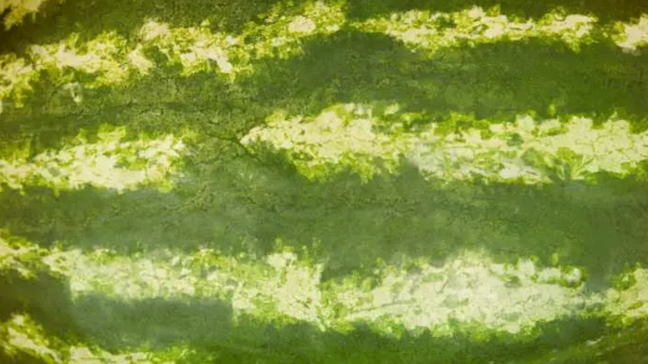 Foto - Karpuz seçerken bu 5 detaya dikkat: İşte sulu ve tatlı kapuzu anlamanın yolları!