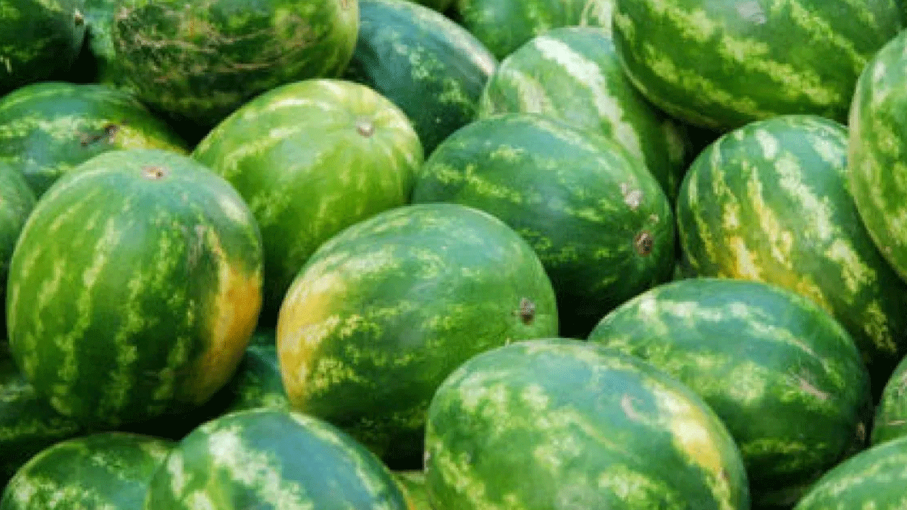 Foto - Karpuz seçerken dikkat: Meğer o işaret zehir belirtisiymiş!