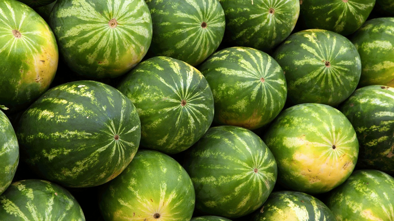 Foto - Karpuz seçerken dikkat: Meğer o işaret zehir belirtisiymiş!