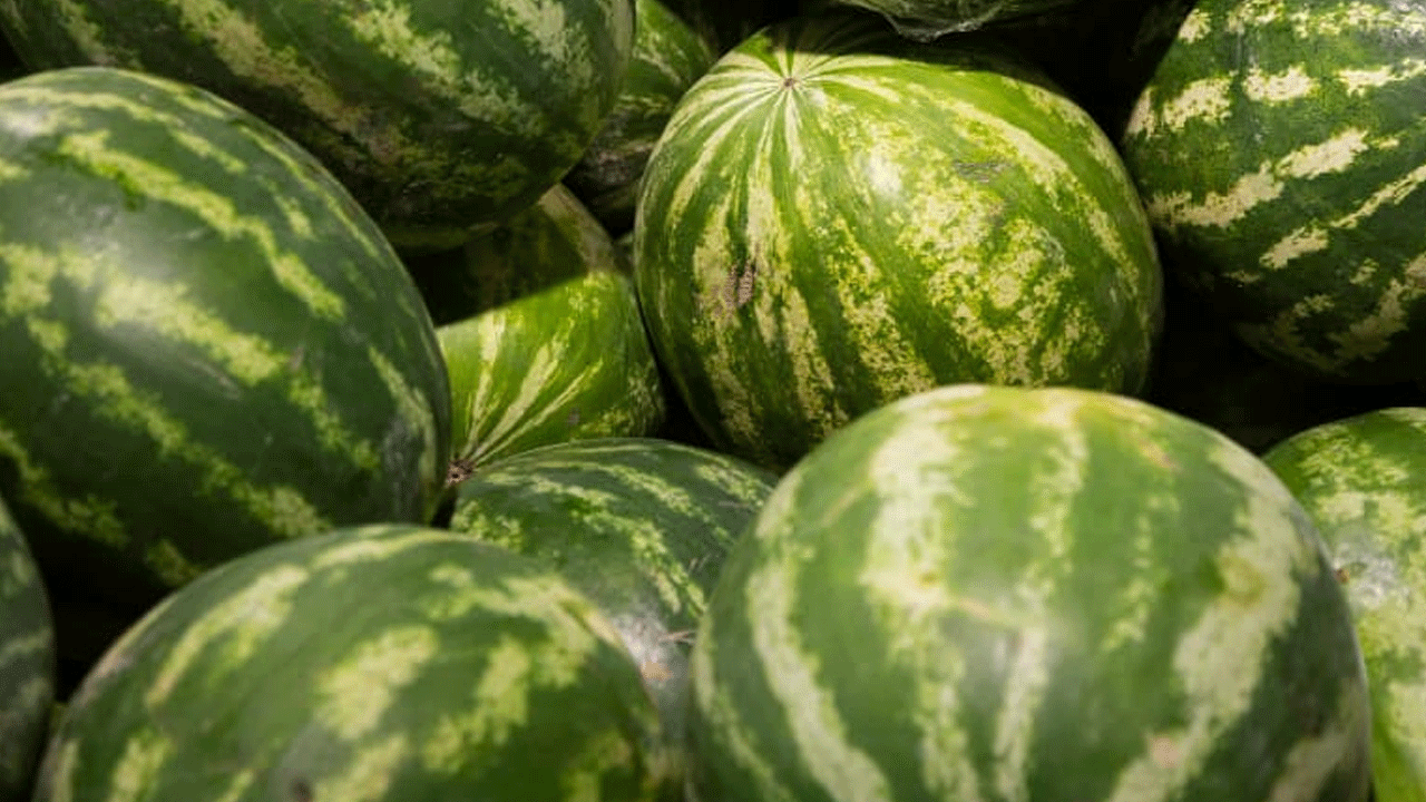 Foto - Karpuz seçerken dikkat: Meğer o işaret zehir belirtisiymiş!