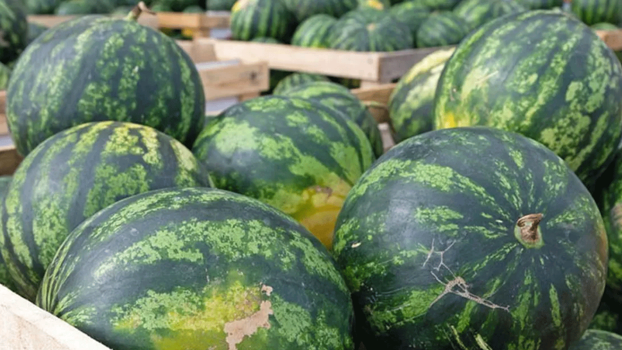 Foto - Karpuz seçerken dikkat: Meğer o işaret zehir belirtisiymiş!