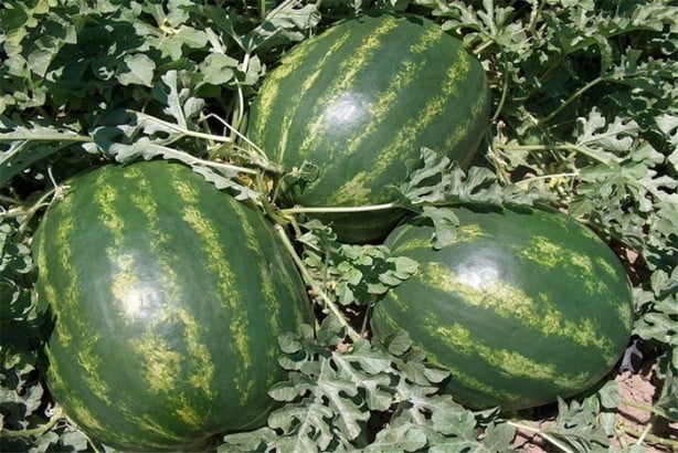 Karpuz seçerken nelere dikkat edilmeli?