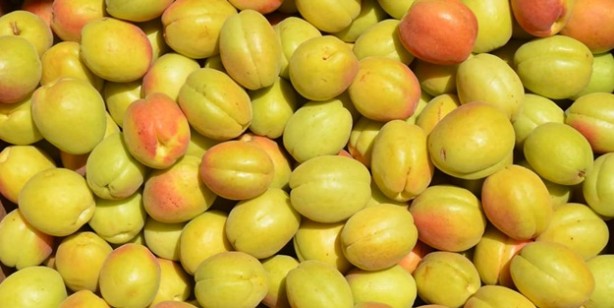 Foto - Karpuz tüketenler dikkat! Bu iki meyveyi birlikte sakın yemeyin...