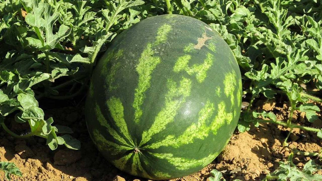 Foto - Karpuzda Gizli Tehlike!