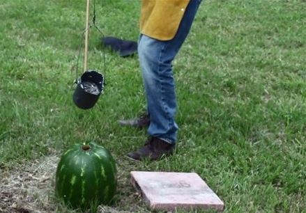 Foto - Karpuzun içine alüminyum dökülürse...