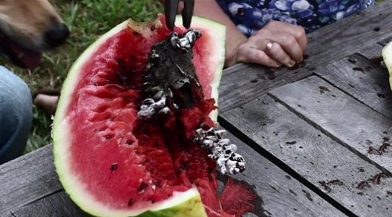 Foto - Karpuzun içine alüminyum dökülürse...