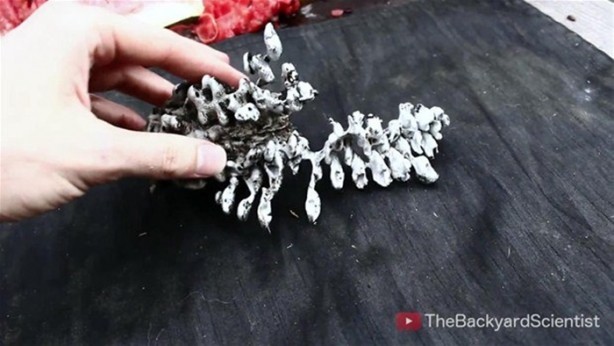 Foto - Karpuzun içine erimiş alüminyum dökülürse...