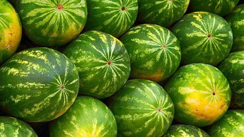 Karpuzun şeker gibi çıkması için tekniği Adanalılar yıllar önce bulmuş! Meğer işin sırrı oradaymış