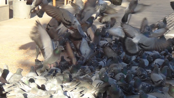 Foto - Kars adeta buz tuttu! 