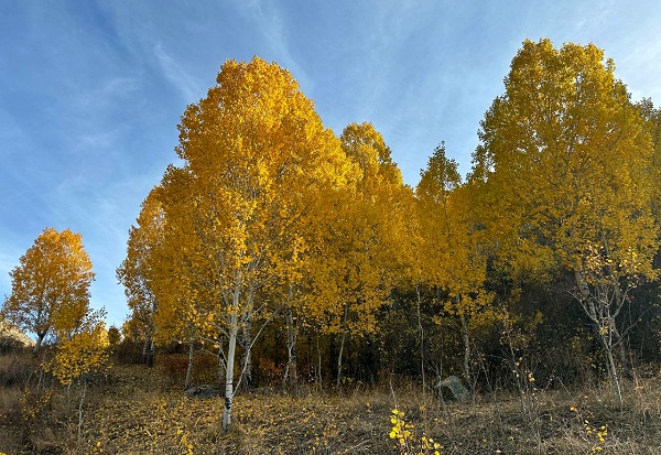 Foto - Kars güz renklerine büründü