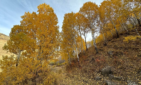 Foto - Kars güz renklerine büründü