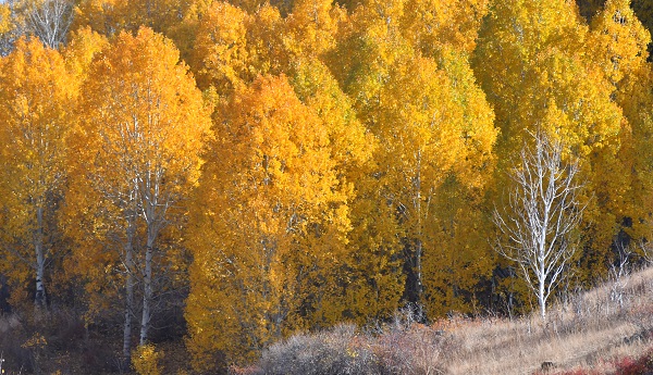 Foto - Kars güz renklerine büründü