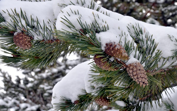Foto - Kars’a kış geldi! Her yer bembeyaz