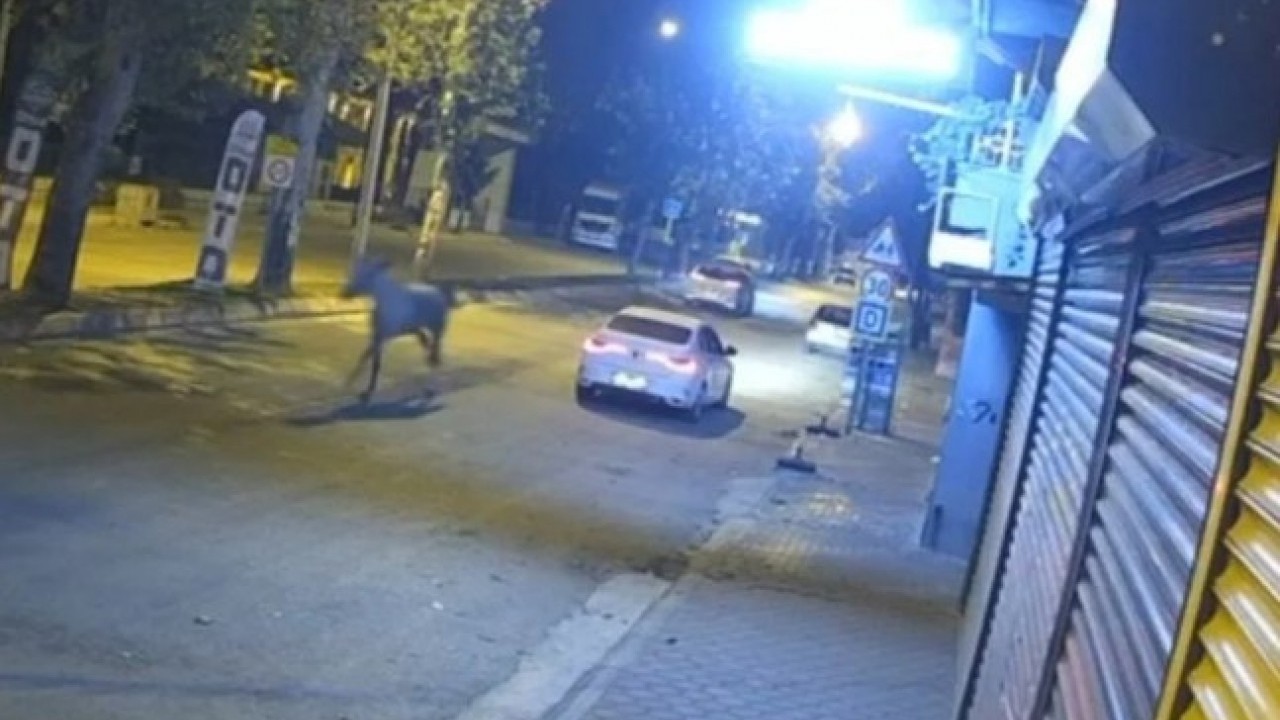 Karşı yoldan gelen otomobile çarptı! Adana'da başıboş at caddeyi birbirine kattı