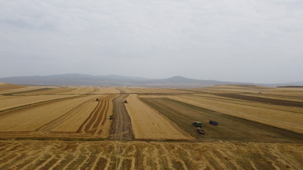 Foto - Kars'ta arpa hasadı başladı