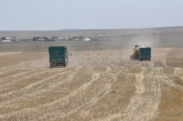 Foto - Kars'ta arpa hasadı başladı