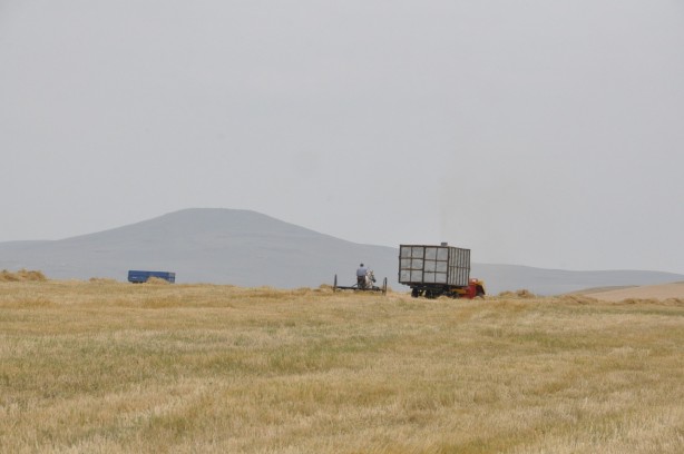 Foto - Kars'ta arpa hasadı başladı