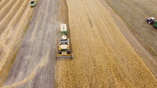 Foto - Kars'ta arpa hasadı başladı