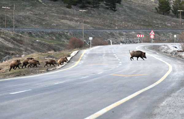 Foto - Kars'ta domuz sürüsü görüntülendi