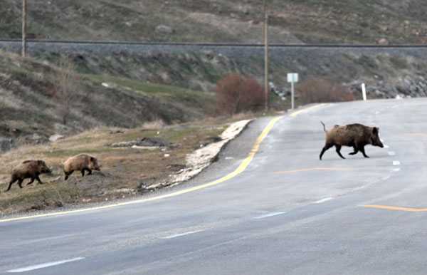 Kars'ta domuz sürüsü görüntülendi