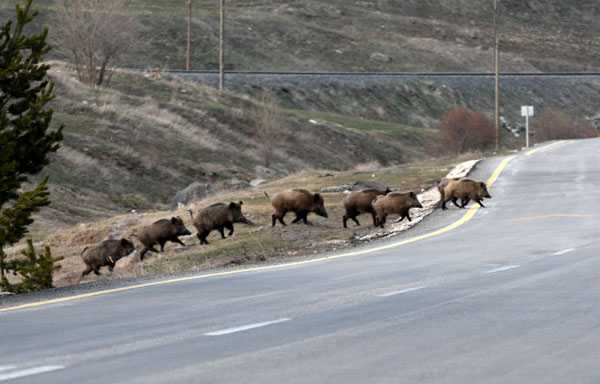 Foto - Kars'ta domuz sürüsü görüntülendi
