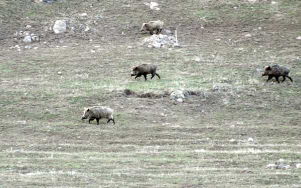 Foto - Kars'ta domuz sürüsü görüntülendi