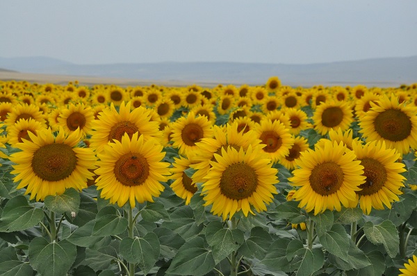 Foto - Kars'ta görsel şölen 
