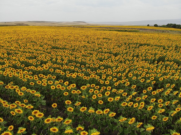 Foto - Kars'ta görsel şölen 