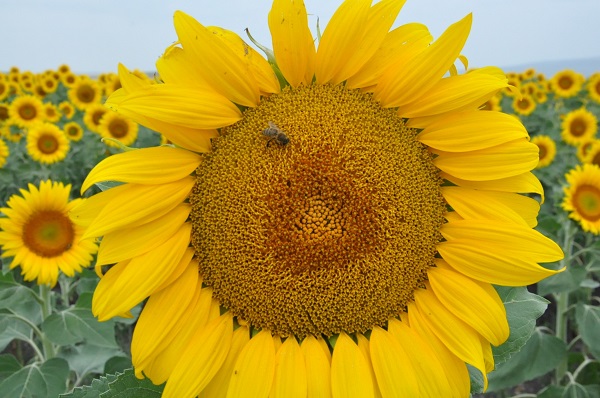 Kars'ta görsel şölen 