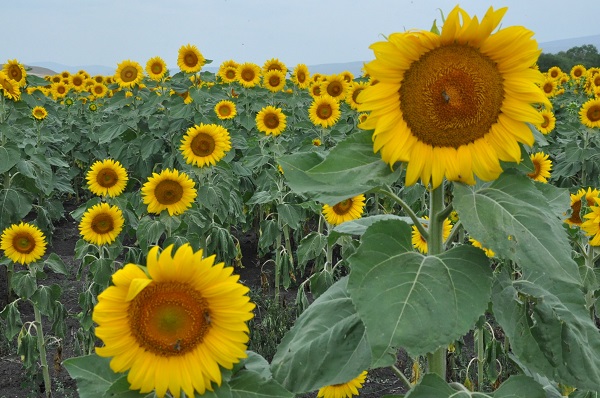 Foto - Kars'ta görsel şölen 