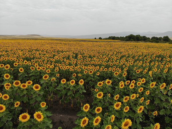 Foto - Kars'ta görsel şölen 