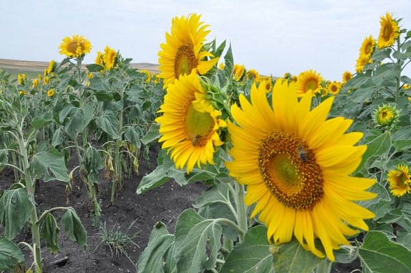 Foto - Kars'ta görsel şölen 