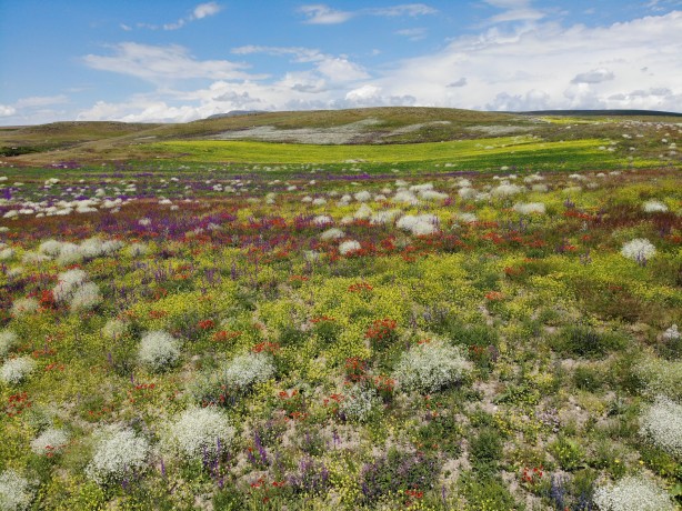Foto - Kars'ta mest eden görüntü! Renk cümbüşü havadan görüntülendi