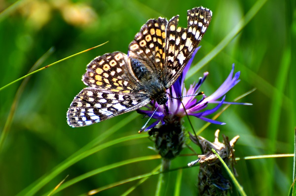 Foto - Kars'ta yağmurlar sonrası doğa canlandı