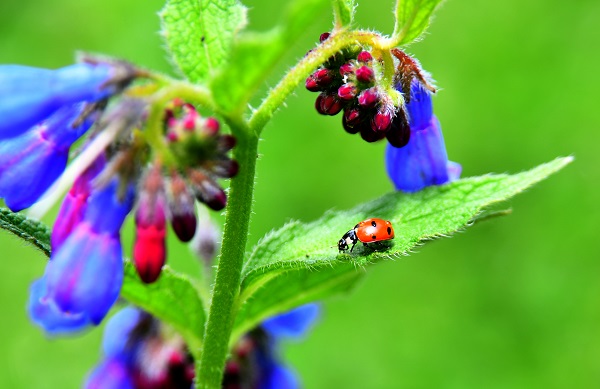 Kars'ta yağmurlar sonrası doğa canlandı